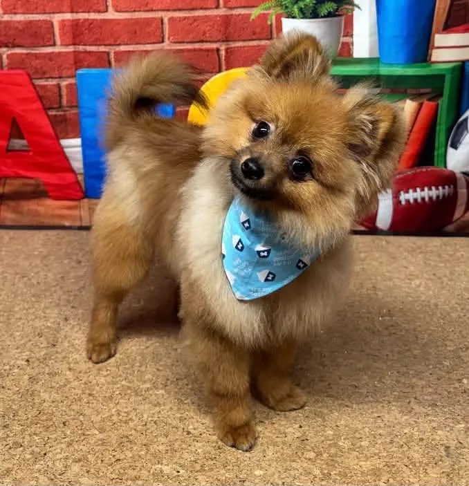 Koda