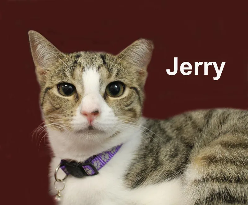 A baby medium-sized female White Domestic Short Hair cat named Jerry Shes. for adoption in Stowe, PA