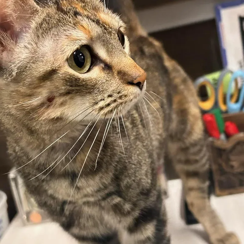 Sassi  Kuykendahl Petsmart