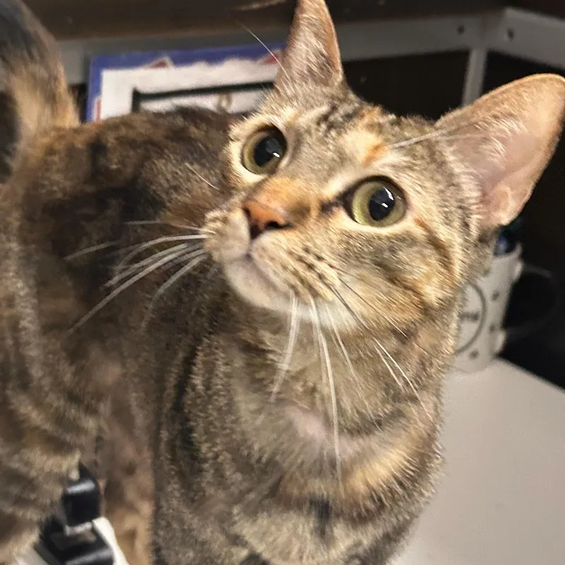 Sassi  Kuykendahl Petsmart thumbnail 2