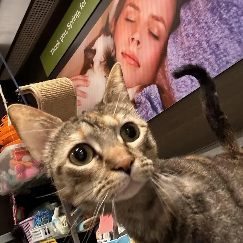 Sassi  Kuykendahl Petsmart thumbnail 3