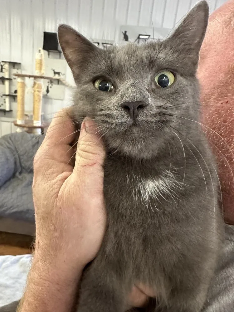 An adult medium-sized female Domestic Short Hair cat named Mindy for adoption in Telford, PA