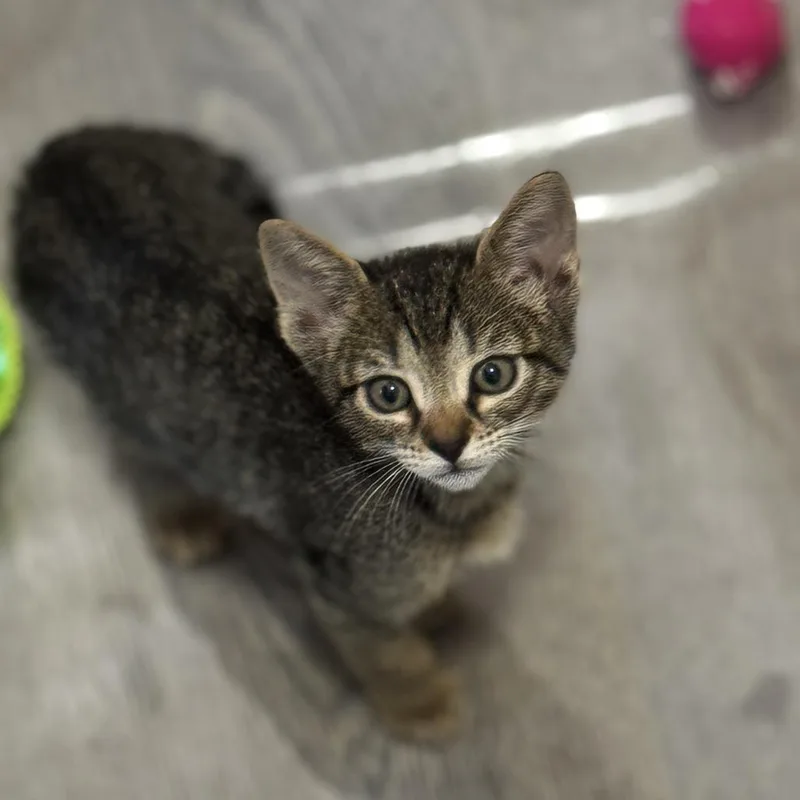 A baby small-sized female Brown / Chocolate Domestic Short Hair cat named Rebbie Jackson for adoption in Hamburg, NY