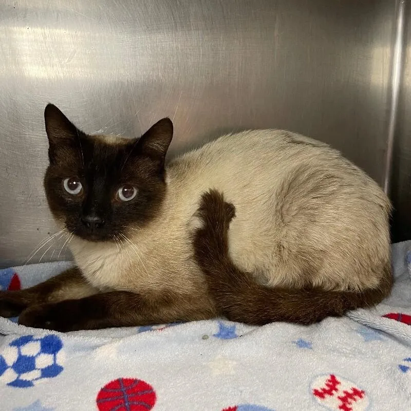 An adult medium-sized male Domestic Short Hair cat named Uno for adoption in Roanoke, VA