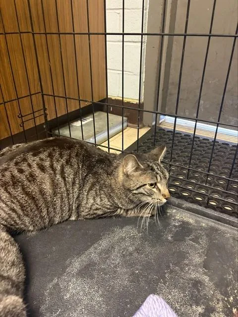 A young large-sized female Domestic Short Hair cat named Chloe for adoption in Stockton, CA