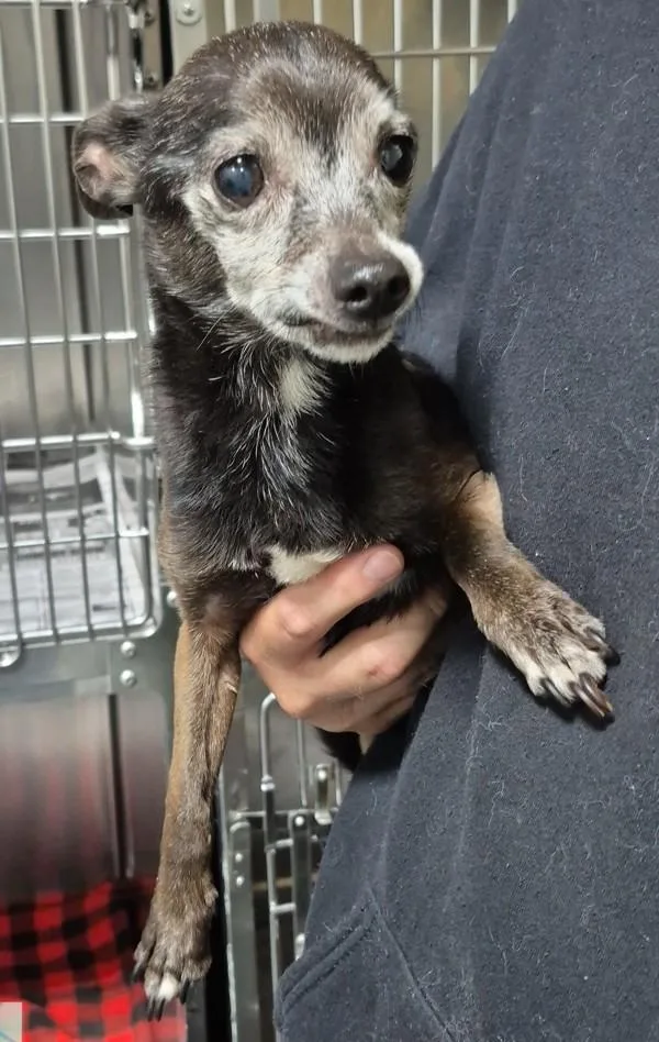 An adult small-sized female Chihuahua dog named Dottie for adoption in Dallas, GA