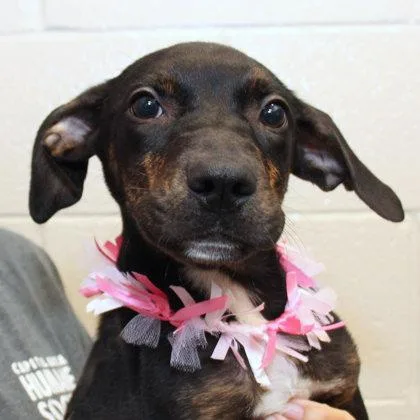 A young medium-sized female Brindle Mixed Breed dog named Spargel for adoption in Lansing, MI