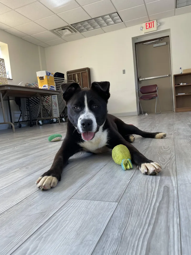 An adult medium-sized male Pit Bull Terrier dog named King for adoption in South Bend, IN