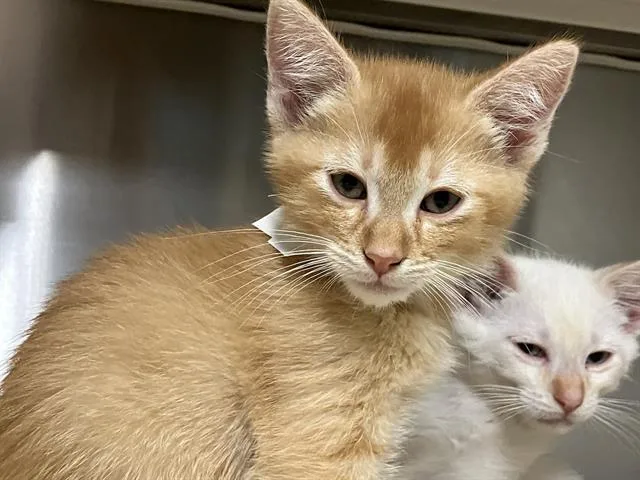 A baby small-sized male Domestic Short Hair cat named Rob for adoption in Tustin, CA