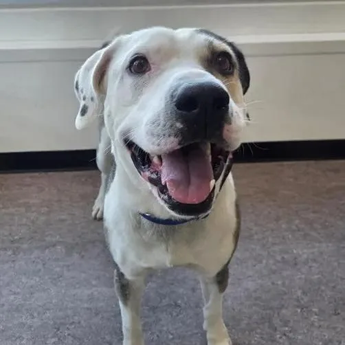 An adult medium-sized male White / Cream Pit Bull Terrier dog named Hercules for adoption in Saint Louis, MO