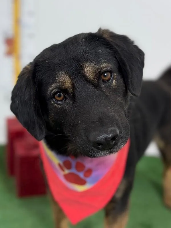 A baby medium-sized male Black Labrador Retriever dog named Aladdin for adoption in Carlsbad, CA
