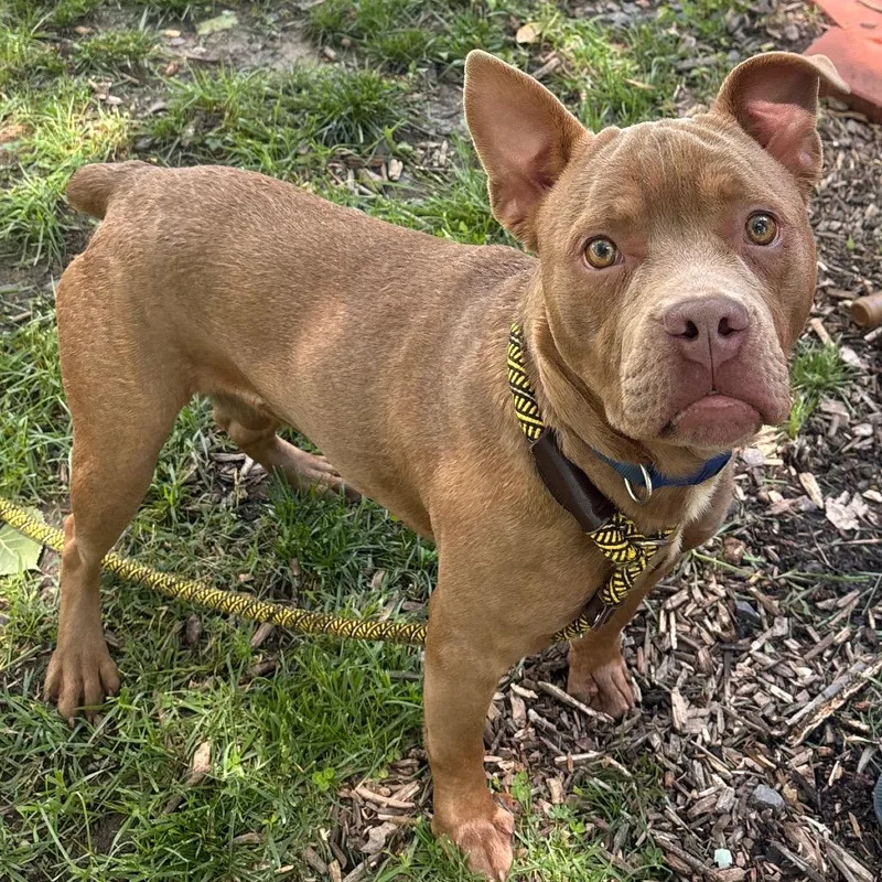 A young medium-sized male Yellow / Tan / Blond / Fawn Pit Bull Terrier dog named Squish Mcgee for adoption in Belleville, IL