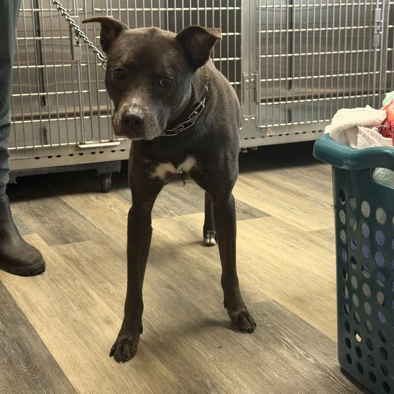 An adult medium-sized female Mixed Breed dog named Kuma for adoption in Pensacola, FL