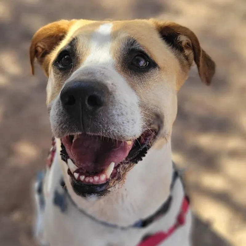 A senior large-sized female Yellow / Tan / Blond / Fawn Labrador Retriever dog named Junie for adoption in Branford, CT