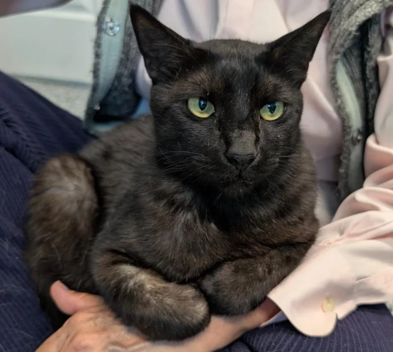 A senior large-sized male Domestic Short Hair cat named Big Teddy for adoption in Magnolia, TX
