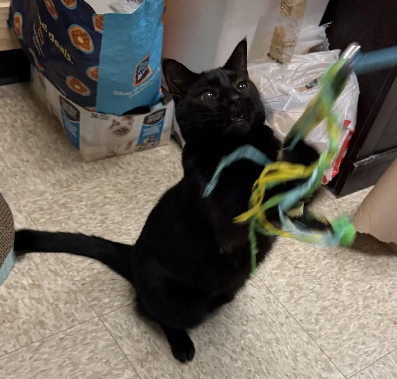 An adult medium-sized female Black Domestic Short Hair cat named Rainey for adoption in Herndon, VA