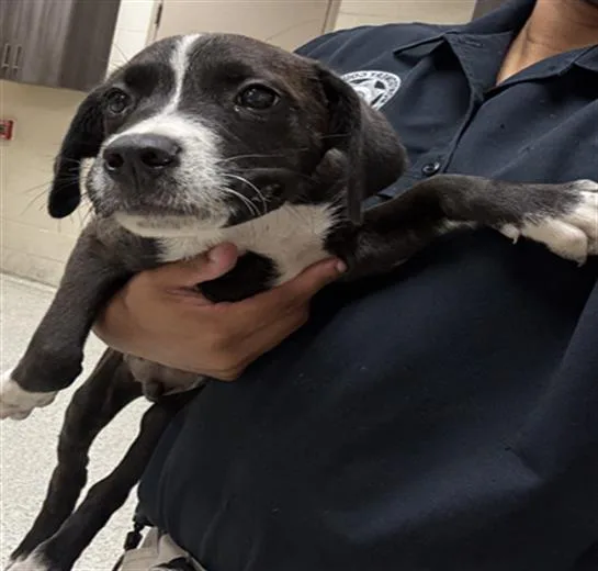 A baby small-sized male Pit Bull Terrier dog named A for adoption in Conroe, TX
