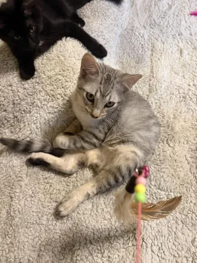 A baby medium-sized male Tabby (Gray / Blue / Silver) Domestic Short Hair cat named Nilo for adoption in Liverpool, TX