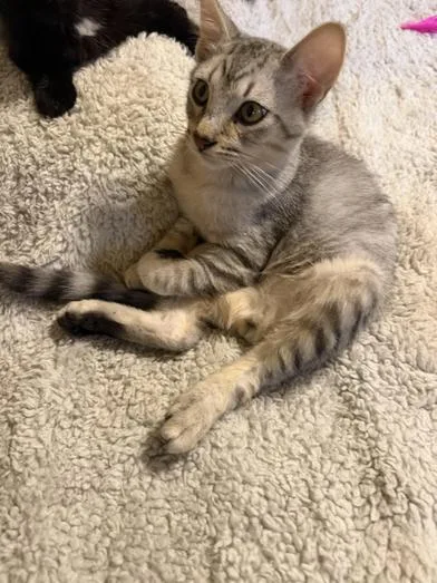 Nilo thumbnail 3