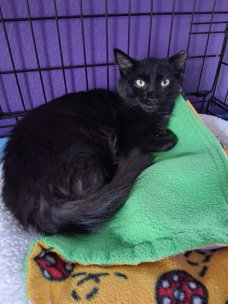 A baby medium-sized female Black Domestic Short Hair cat named Dolly for adoption in Grand Rapids, MI
