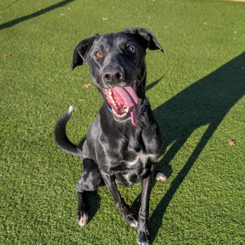 Boone