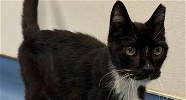 An adult small-sized female Domestic Short Hair cat named Pretty for adoption in Tucson, AZ