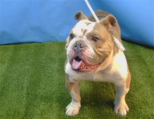 An adult large-sized male English Bulldog dog named A for adoption in Gardena, CA