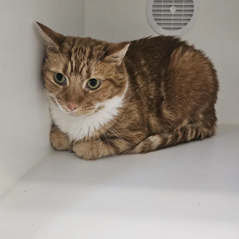 An adult large-sized male Orange & White Domestic Short Hair cat named Creamsicle for adoption in Fall River, MA