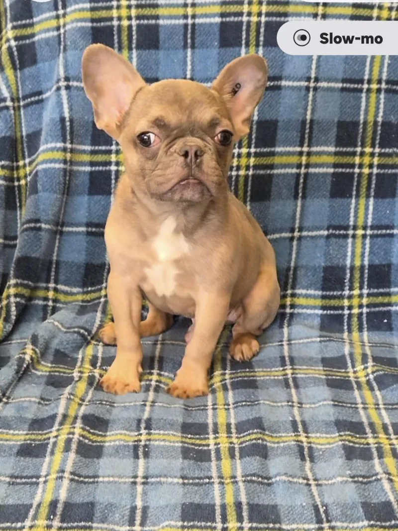 A baby small-sized male Yellow / Tan / Blond / Fawn French Bulldog dog named Bub for adoption in Woodsfield, OH