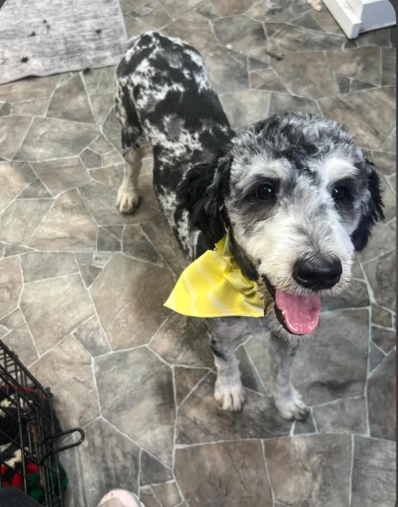 A baby medium-sized female Merle (Blue) Bernedoodle dog named Bree for adoption in Liberty Center, OH