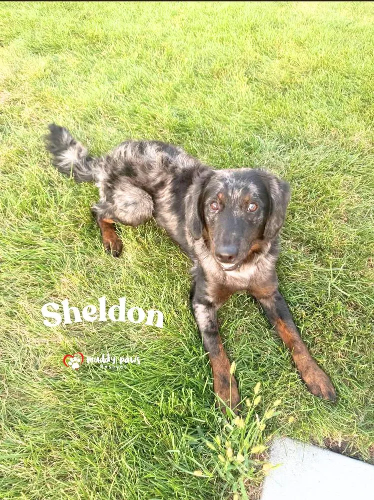 Sheldon