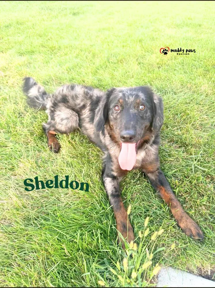 Sheldon thumbnail 2