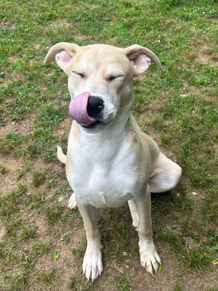 A young medium-sized male Terrier dog named Bingo for adoption in Benton, AR