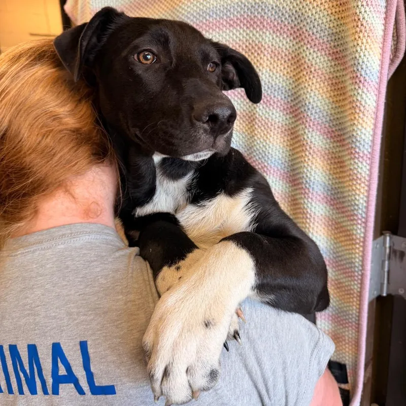 Ssawstray thumbnail 2