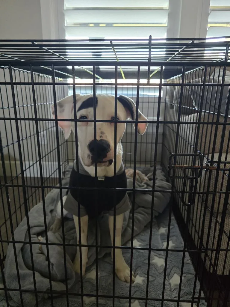 A baby large-sized male Pit Bull Terrier dog named Milo for adoption in Claremore, OK