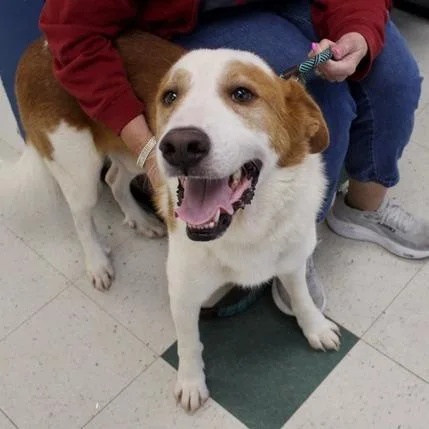 An adult large-sized male White / Cream Saint Bernard dog named Tom for adoption in Birmingham, AL