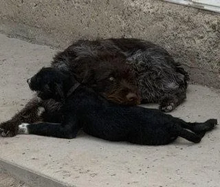 A baby medium-sized male Standard Poodle dog named Ranger Scout for adoption in Salt Lake City, UT