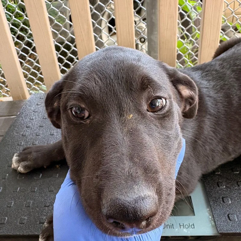 A baby medium-sized female Terrier dog named Outlaw for adoption in Dallas, TX