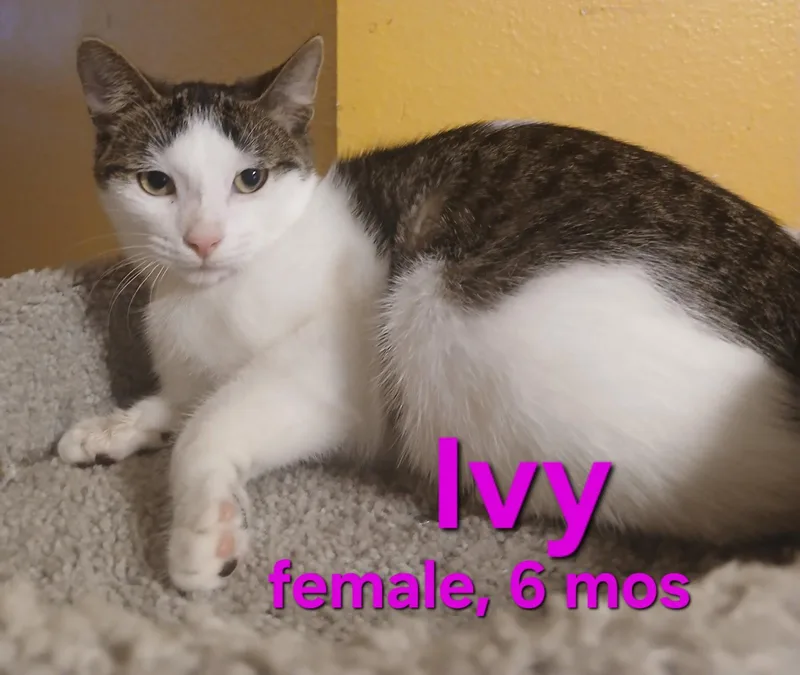 A young small-sized female Domestic Short Hair cat named Ivy for adoption in Longwood, FL