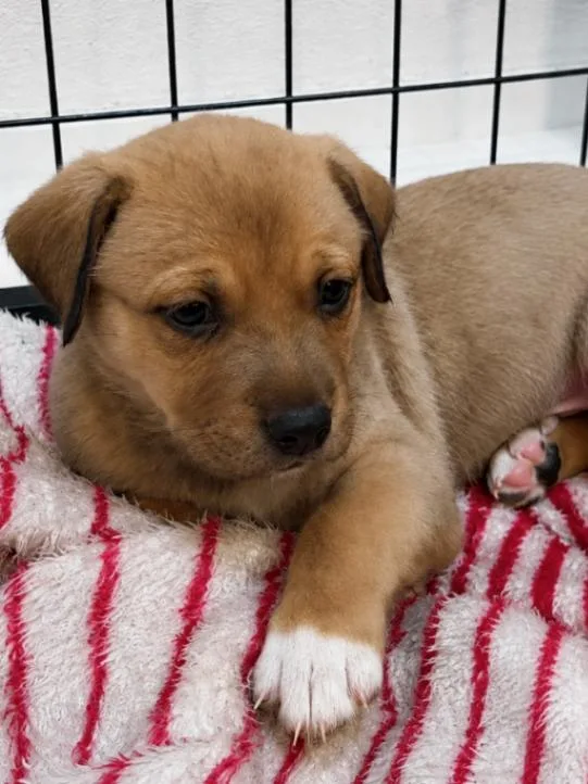 A young medium-sized male Yellow / Tan / Blond / Fawn German Shepherd Dog dog named Nutmeg for adoption in renton, WA
