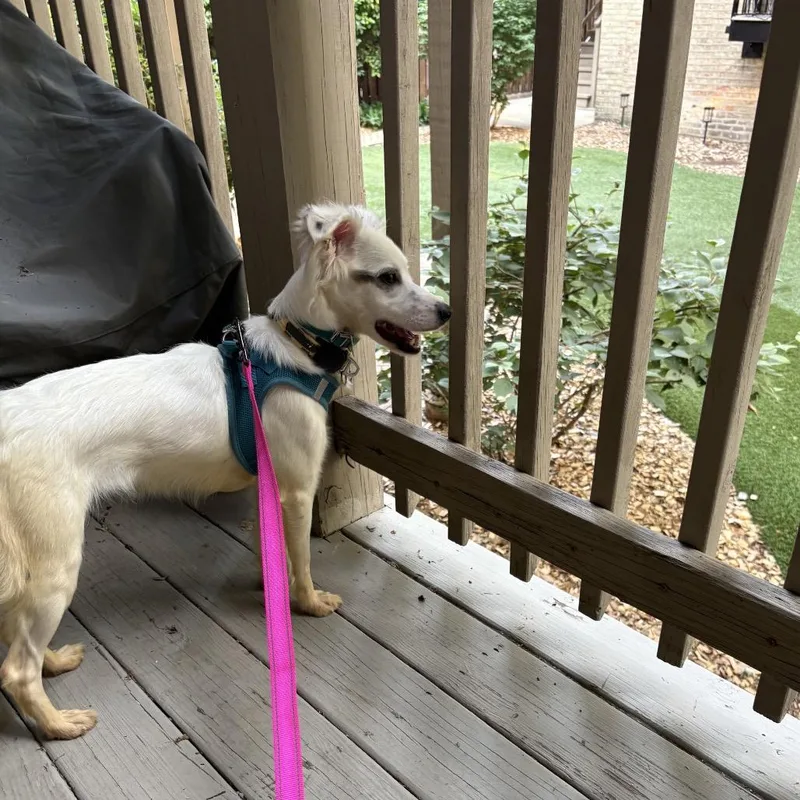 An adult small-sized female White / Cream Mixed Breed dog named Sunshine for adoption in Skokie, IL