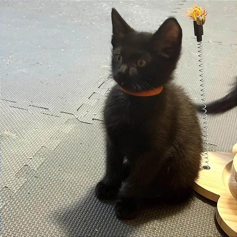 A baby small-sized male Black Domestic Short Hair cat named Lucifer for adoption in Wichita, KS