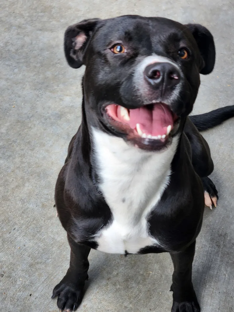 A young large-sized male Black Pit Bull Terrier dog named Nico for adoption in Estes Park, CO