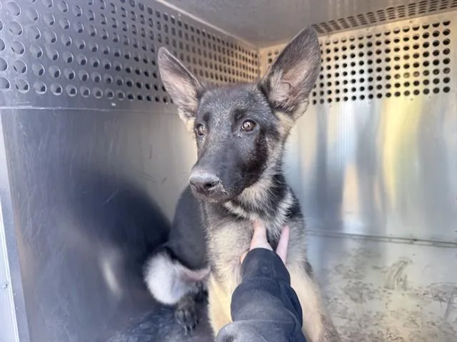 A baby large-sized female German Shepherd Dog dog named Peony for adoption in Phoenix, AZ