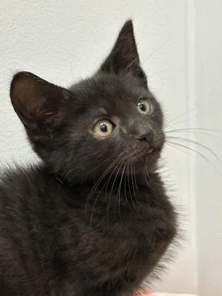 A baby small-sized male Domestic Short Hair cat named Orion for adoption in West Chester, PA