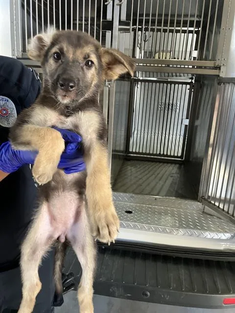 A baby large-sized female Mixed Breed dog named Joy for adoption in Dallas, TX