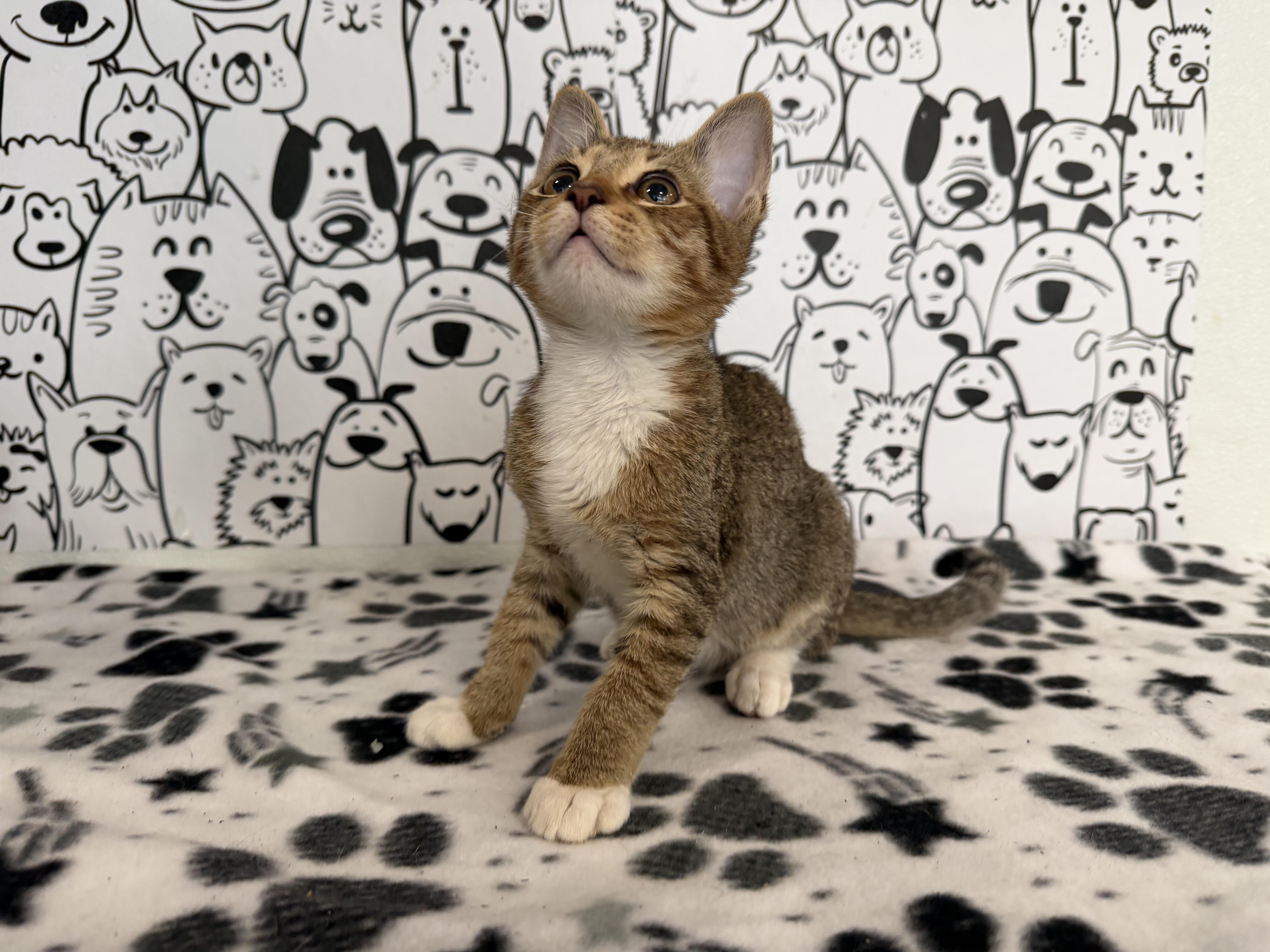 A baby small-sized male Domestic Short Hair cat named Mark for adoption in San Pedro, CA