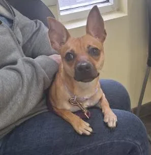 Snickers thumbnail 3