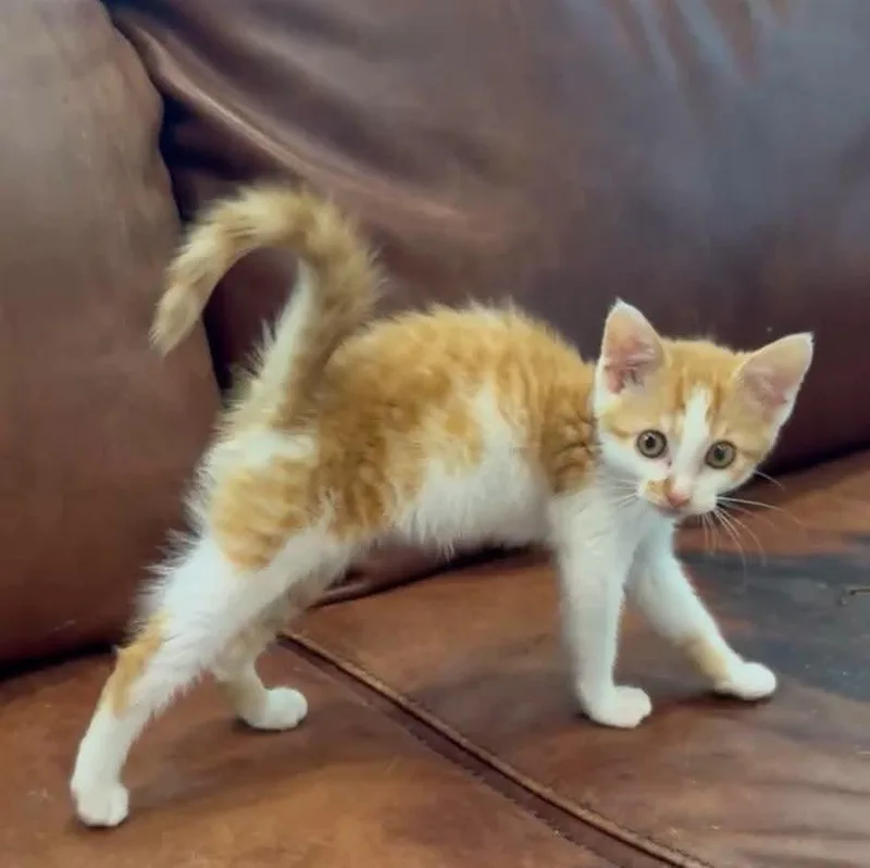 A baby medium-sized male Orange & White Domestic Short Hair cat named Squid for adoption in Cosby, TN