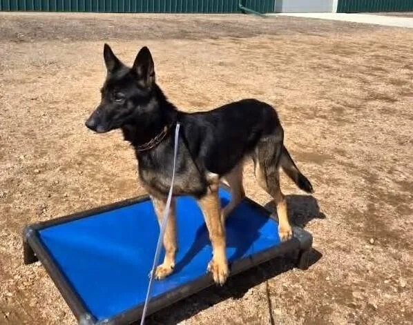 An adult large-sized female Tricolor (Brown, Black, & White) Belgian Shepherd / Malinois dog named Rios Located In for adoption in Imlay City, MI